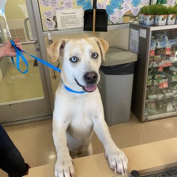 Petco - Ginger - Pet Training Near Me - Grants Pass, Oregon Petco - Ginger - Pet Training Near Me - Grants Pass, Oregon