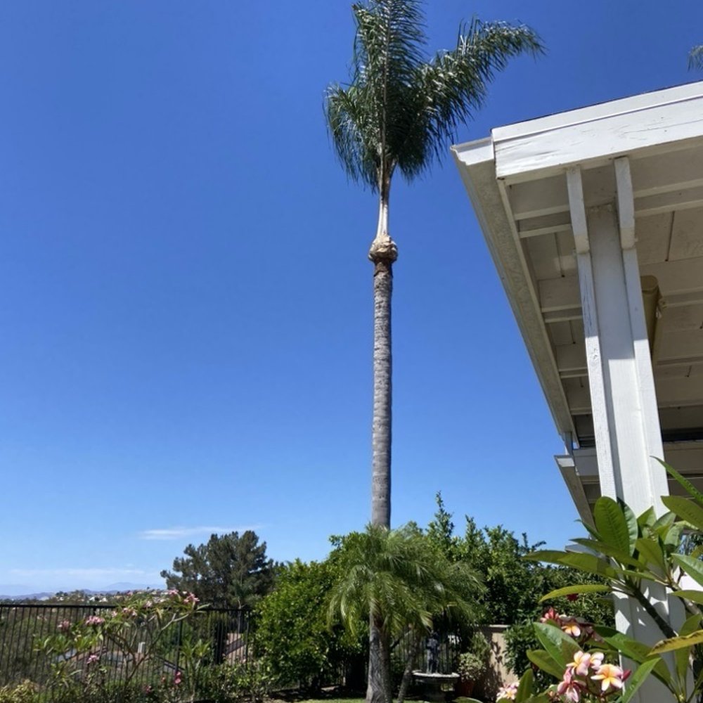 OC Tree Experts - Palm tree after - Tree Services Near Me