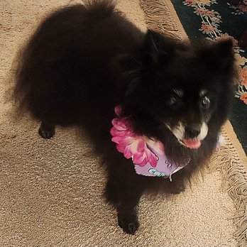 Paw Pros - Hard to tell bc she doesn't photograph well but she looks so good! - Pet Groomers Near Me - Sacramento, California Paw Pros - Hard to tell bc she doesn't photograph well but she looks so good! - Pet Groomers Near Me - Sacramento, California