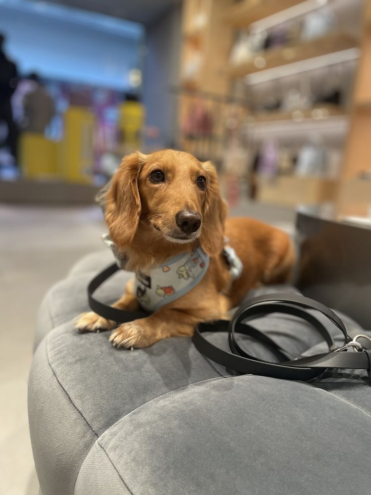 Marc Jacobs gift card