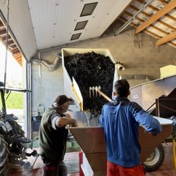 Kanpai Tourisme - Processing grapes