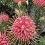 Photo of Monterey Bay Nursery