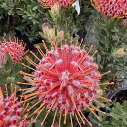Monterey Bay Nursery - Leucospermum