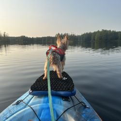 I Wuff You Dog Training - He can come kayaking with us!!!