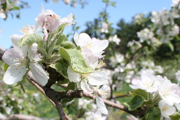 Carver Hill Orchard by null