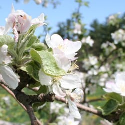 Carver Hill Orchards