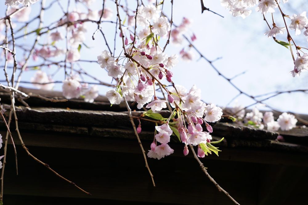 Kariya Park Image