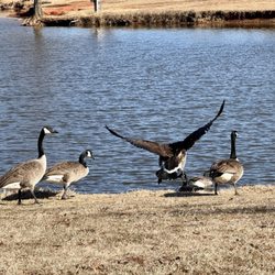 Wildhorse Park