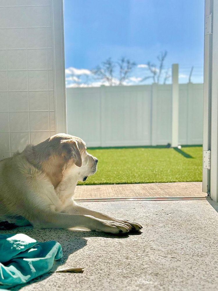 Our Dog House in Argyle - pet boarding facility in Argyle, TX
