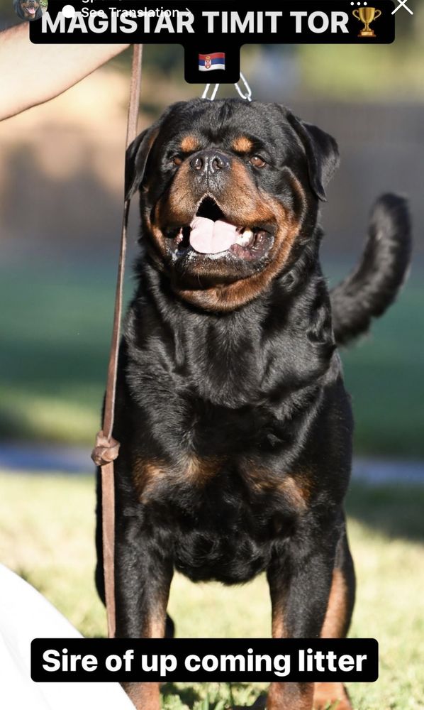 M POWER KENNELS Updated July 2024 Katy, Texas Pet Breeders