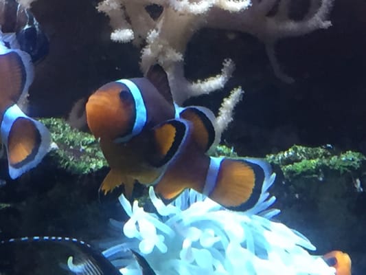 Grand Aquarium Saint Malo by null