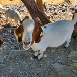 Goats near Isherwood Staging Area parking lot
