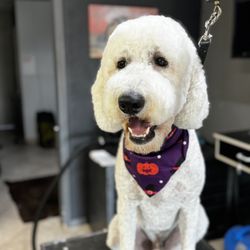 Stella's Pet Spa