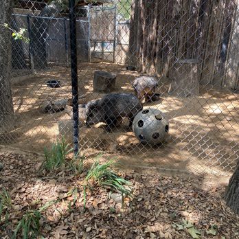 Orange County Zoo - The javelinas, or "collared peccary" - Zoos Near Me - Orange, California