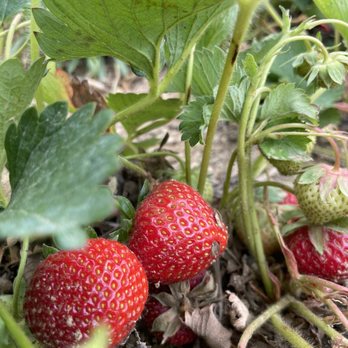 Windy Acre Farms - More strawberries - Fruits & Veggies Near Me - Calverton, New York Windy Acre Farms - More strawberries - Fruits & Veggies Near Me - Calverton, New York