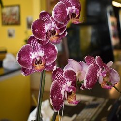 Lina's Filipino Marketplace