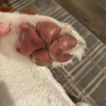 BarkSuds-Westchase - Paws - Pet Groomers Near Me - Tampa, Florida BarkSuds-Westchase - Paws - Pet Groomers Near Me - Tampa, Florida