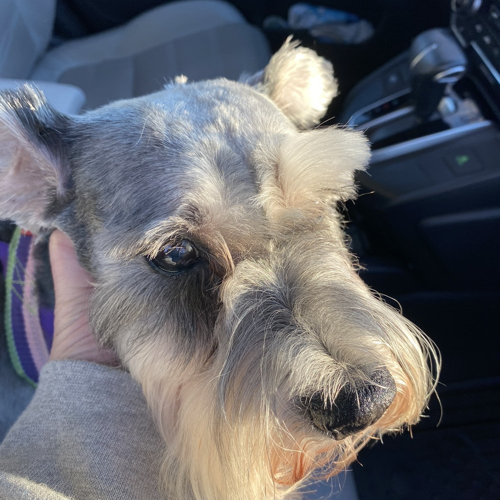 This is how my mini schnauzer looked like after being groomed at PetSmart Vacaville This is how my mini schnauzer looked like after being groomed at PetSmart Vacaville