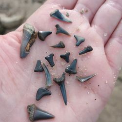 Wrightsville Kayak Company - A great time on Shark Tooth Island! Kayak rentals and tours R Us!
