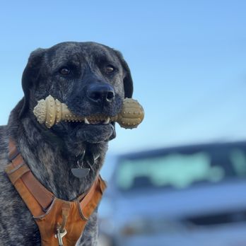 Bone Cadets - The toy needs a walk too - Pet Sitting Near Me - San Francisco, California Bone Cadets - The toy needs a walk too - Pet Sitting Near Me - San Francisco, California