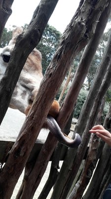 Wellington Zoo by null