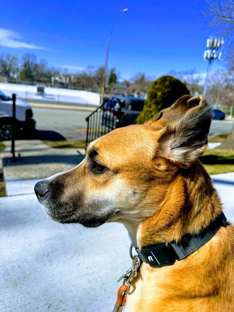 AMANDA AND JOSH THE ROVER SITTERS New York, New York Pet Sitting