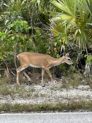 National Key Deer Refuge Nature Center by null