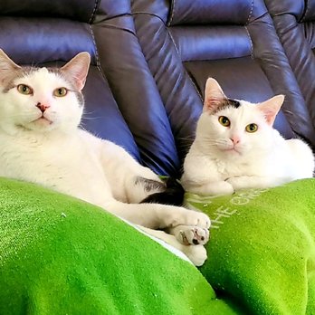 4 Paw Sitting - Pet Sitting Near Me