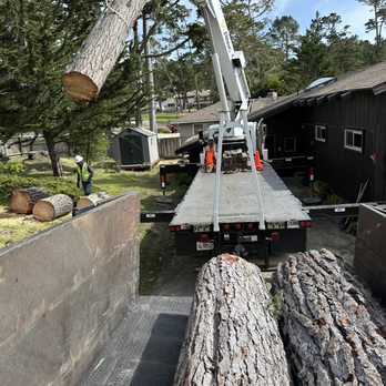 Cruz Tree Service - Tree Services Near Me