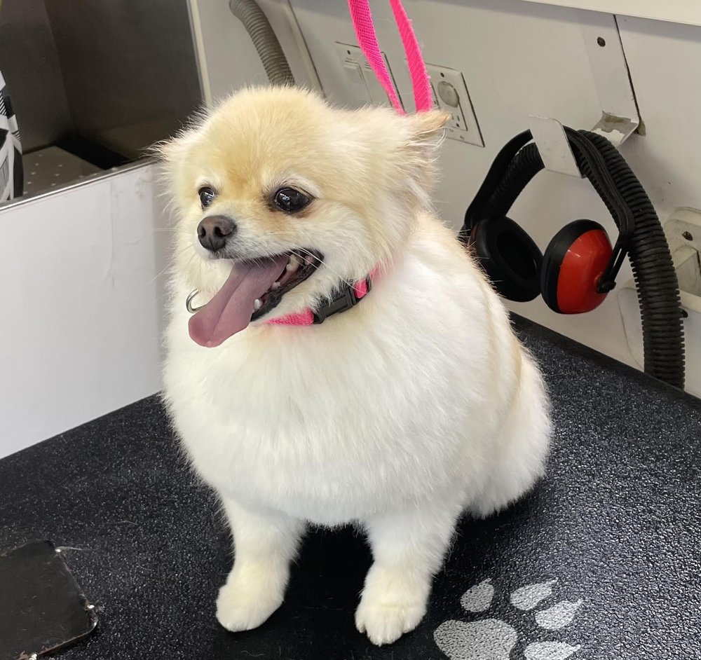 RY’S MOBILE GROOMING Updated August 2024 Cheyenne, Wyoming Pet Groomers Phone Number Yelp