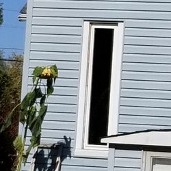 Summit Window Company - Picture window