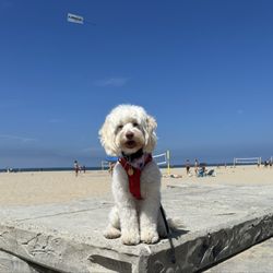 Wags 2 Whiskers