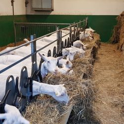 Azienda Agricola Cascina Aurelia