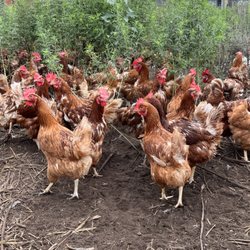 Three Kings Poultry