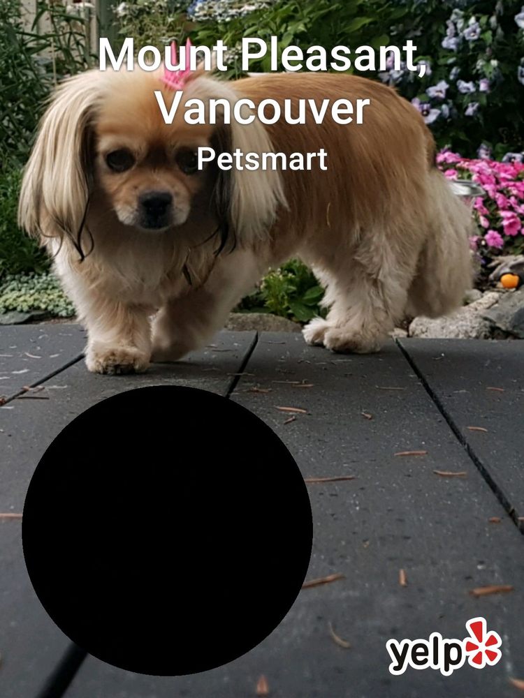 Petsmart 28 Reviews Pet Stores 409 West 2nd Ave Mount