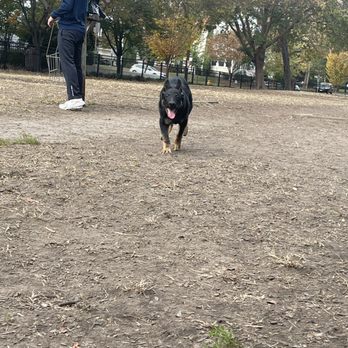 Ghent Dog Park - Hemi at 4 mos - Dog Parks Near Me - Norfolk, Virginia Ghent Dog Park - Hemi at 4 mos - Dog Parks Near Me - Norfolk, Virginia