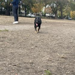 Ghent Dog Park - Hemi at 4 mos