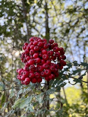 Alaska Rainforest Sanctuary by null