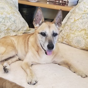BluePearl Pet Hospice - Anya at the last of her life with us, at 16 years 8 months, 2018 - Veterinarians Near Me BluePearl Pet Hospice - Anya at the last of her life with us, at 16 years 8 months, 2018 - Veterinarians Near Me