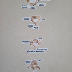 Noll Chiropractic