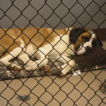 Mt Hood Pet Resort - Diesel sooo  comfy - Pet Groomers Near Me - Sandy, Oregon