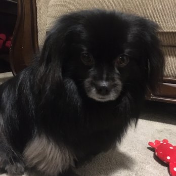 Healthy Spot - Rockridge - Pet Groomers Near Me - Berkeley, California