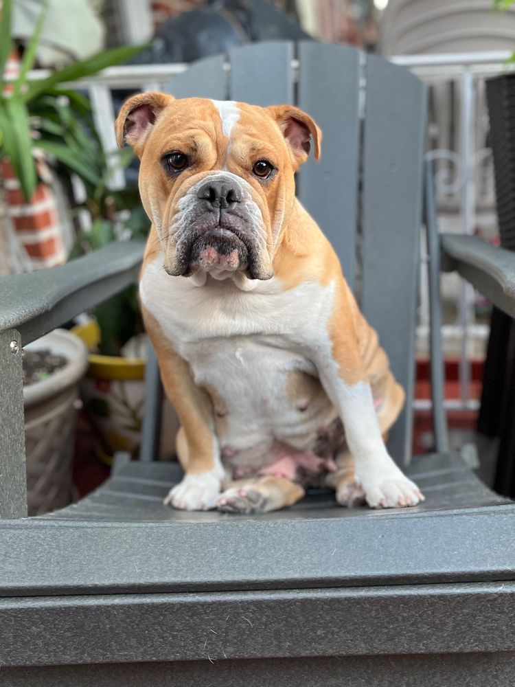 Assisi Veterinary Hospital