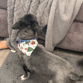 The Paw Queen - Benny - Pet Groomers Near Me - Boulder City, Nevada