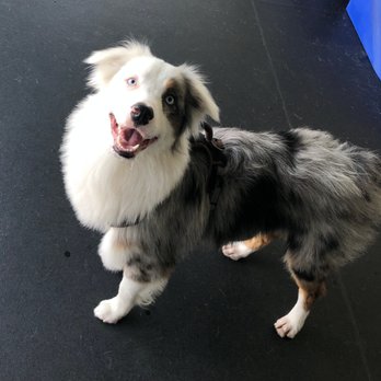 Smart Dogs Training Academy - Bleu is now a happier and less aggressive dog! - Pet Training Near Me Smart Dogs Training Academy - Bleu is now a happier and less aggressive dog! - Pet Training Near Me