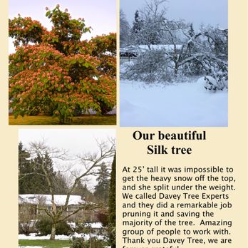 The Davey Tree Expert Company - Tree Services Near Me - Redmond, Washington The Davey Tree Expert Company - Tree Services Near Me - Redmond, Washington