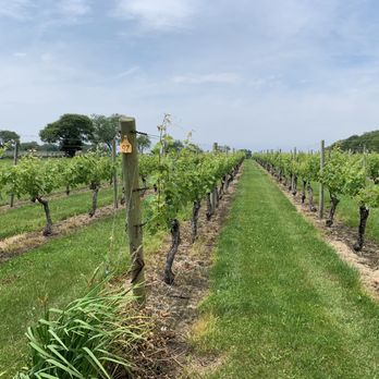 Carolyn's Sakonnet Vineyards - Wineries Near Me - Little Compton, Rhode Island