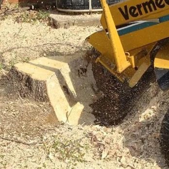 Beaver Tree Removal - Tree Services Near Me - Saint Marys, Ontario