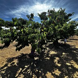 Mariani Orchards Harvest Experience - Cherry tree