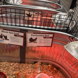 Tractor Supply